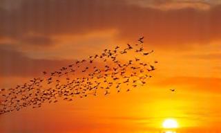 Migración de aves en otoño en Toledo